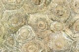 Fossil Coral (Actinocyathus) Head - Morocco #105721-1